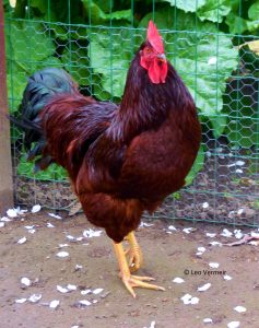 Rhode Island Red haan