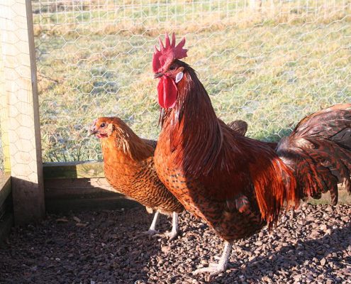 Zingem laying fowl - Bob Mee - Engeland